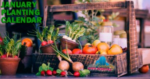 Kimberley Vegtable and Herb planting and sowing calendar