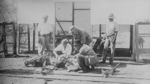 PT-Dr_Robert_Koch_examining_carcass-1910