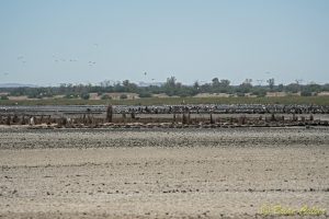 Flamingos at Kamfersdam Kimberley 20180110