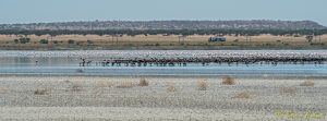 Flamingos at Kamfersdam Kimberley 20180110