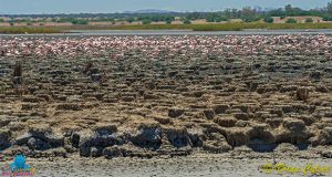 Flamingos at Kamfersdam Kimberley 20180110